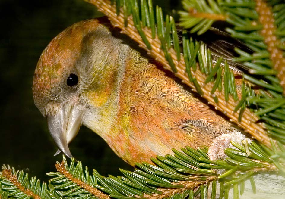 Loxia curvirostra - Fichten-Kreuzschnabel - - Passeres - Singvögel - songbirds Loxia curvirostra - Fichten-Kreuzschnabel - - Passeres - Singvögel - songbirds