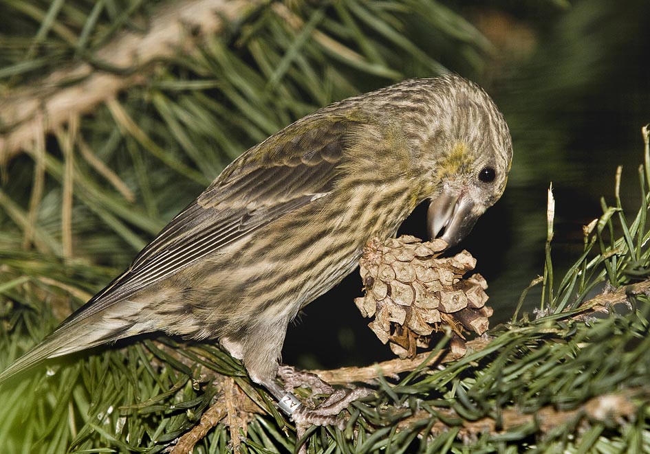 Loxia curvirostra - Fichten-Kreuzschnabel - - Passeres - Singvögel - songbirds Loxia curvirostra - Fichten-Kreuzschnabel - - Passeres - Singvögel - songbirds