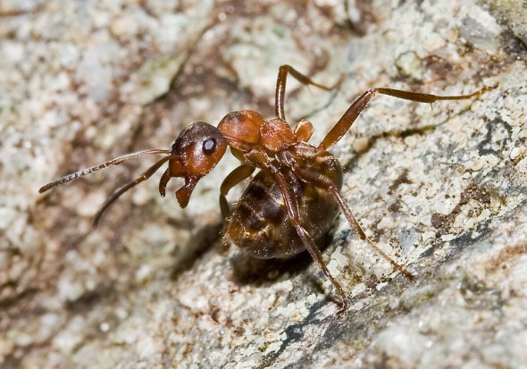 Formica aquilonia - Gebirgswaldameise -  - Formicidae - Ameisen - ants