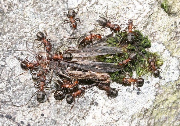 Formica aquilonia - Gebirgswaldameise -  - Formicidae - Ameisen - ants