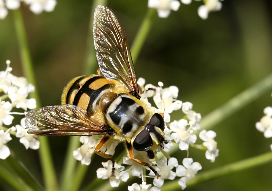 Myathropa florea- Totenkopffliege - Fam. Syrphidae - Schwebfliegen - Brachycera (Fliegenartige) - Aschiza Myathropa florea- Totenkopffliege - Fam. Syrphidae - Schwebfliegen - Brachycera (Fliegenartige) - Aschiza