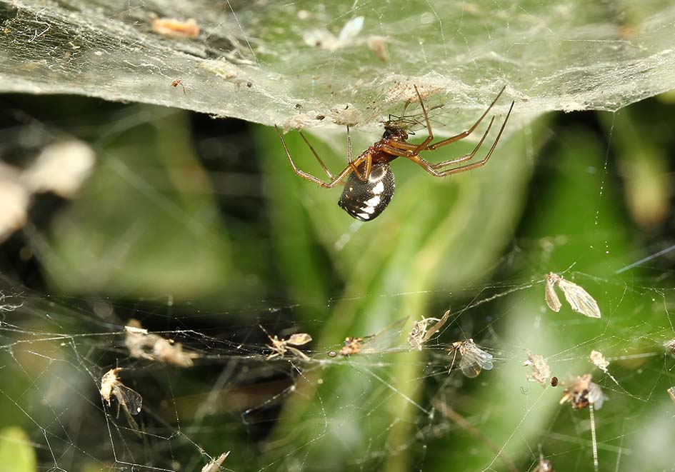Frontinellina frutetorum - Fam.Linyphiidae - Samos - Araneae - Webspinnen - orb-weaver spiders Frontinellina frutetorum - Fam.Linyphiidae - Samos - Araneae - Webspinnen - orb-weaver spiders
