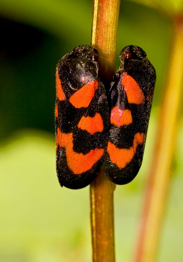Cercopis vulnerata - Gemeine Blutzikade - - Cicadoidea - Zikaden - cicadas Cercopis vulnerata - Gemeine Blutzikade - - Cicadoidea - Zikaden - cicadas