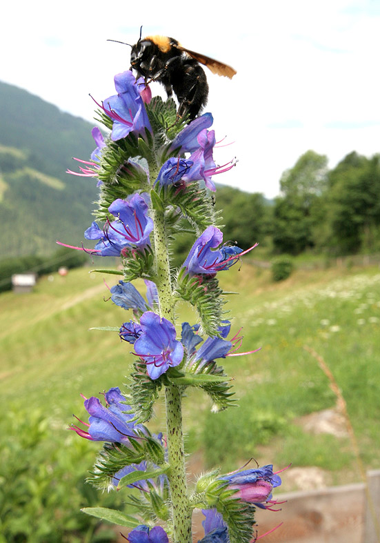 Echium vulgare - Gemeiner Natternkopf - Fam. Boraginaceae - Wegrand, Ruderalpflanzen - ruderal species Echium vulgare - Gemeiner Natternkopf - Fam. Boraginaceae - Wegrand, Ruderalpflanzen - ruderal species