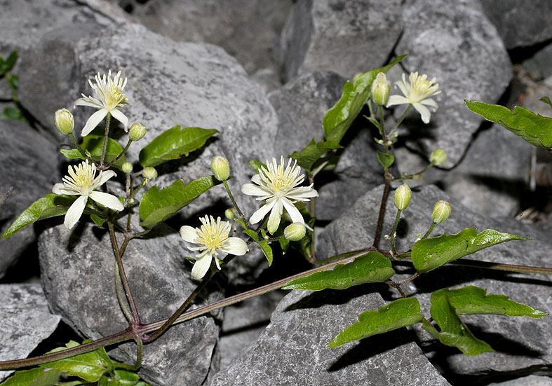 Clematis vitalba - Gewöhnliche Waldrebe - Fam. Ranunculaceae - Wald - forest Clematis vitalba - Gewöhnliche Waldrebe - Fam. Ranunculaceae - Wald - forest
