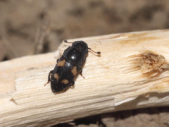 Glischrochilus quadrisignatus - Picknick-Käfer - Fam. Nitidulidae - Glanzkäfer - weitere Käferfamilien - other beetle families Glischrochilus quadrisignatus - Picknick-Käfer - Fam. Nitidulidae - Glanzkäfer - weitere Käferfamilien - other beetle families