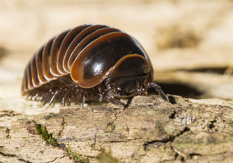 Glomeris transalpina - Fam. Glomeridae - Saftkugler - Diplopoda - Doppelfüßer - millipeds Glomeris transalpina - Fam. Glomeridae - Saftkugler - Diplopoda - Doppelfüßer - millipeds
