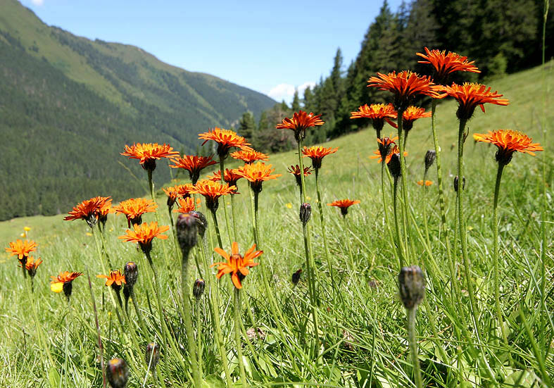 Crepis aurea - Goldpippau - Fam. Asteraceae - Alpine Rasen - alpine grassland Crepis aurea - Goldpippau - Fam. Asteraceae - Alpine Rasen - alpine grassland