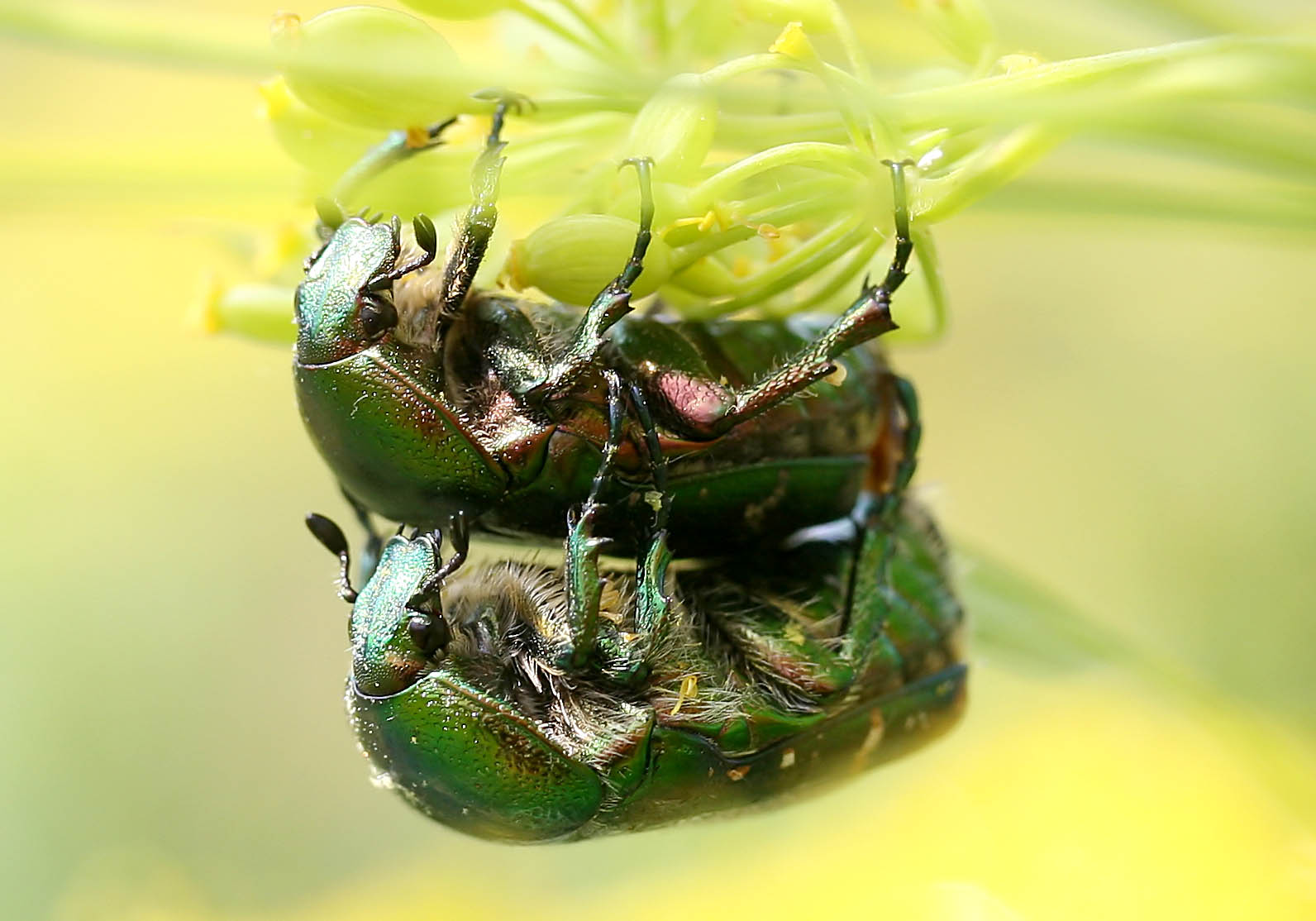Cetonia aurata - Goldrosenkäfer - Fam. Cetoniidae - Kroatien - Scarabaeidea - Blatthornkäfer - scarab beetles Cetonia aurata - Goldrosenkäfer - Fam. Cetoniidae - Kroatien - Scarabaeidea - Blatthornkäfer - scarab beetles