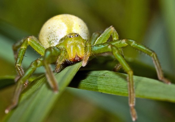 Grüne Huschspinne - Micrommata virescens - Fam. Sparassidae - Riesenkrabbenspinnen - Araneae - Webspinnen - orb-weaver spiders Grüne Huschspinne - Micrommata virescens - Fam. Sparassidae - Riesenkrabbenspinnen - Araneae - Webspinnen - orb-weaver spiders