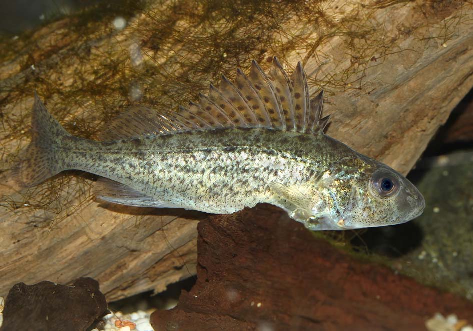 Gymnocephalus cernua - Kaulbarsch - Alpenzoo - Perciformes - Barschartige Gymnocephalus cernua - Kaulbarsch - Alpenzoo - Perciformes - Barschartige