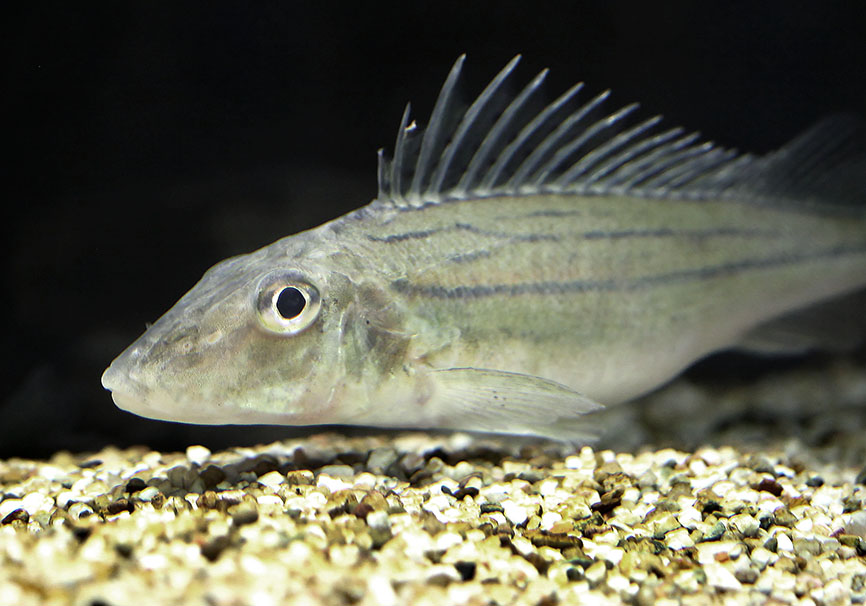 Gymnocephalus schraetzer - Schrätzer - - Perciformes - Barschartige Gymnocephalus schraetzer - Schrätzer - - Perciformes - Barschartige