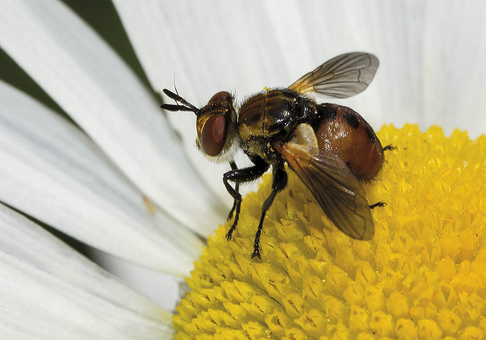Gymnosoma sp. - Fam. Tachinidae - Schmarotzerfliegen - Brachycera (Fliegenartige) - Schizophora - muscoids Gymnosoma sp. - Fam. Tachinidae - Schmarotzerfliegen - Brachycera (Fliegenartige) - Schizophora - muscoids