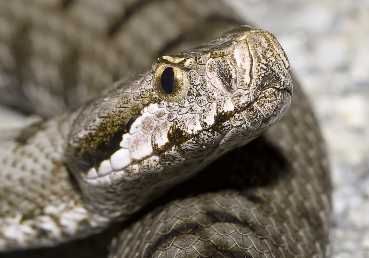 Vipera aspis - Aspisviper - Alpenzoo - Serpentes - Schlangen - snakes Vipera aspis - Aspisviper - Alpenzoo - Serpentes - Schlangen - snakes