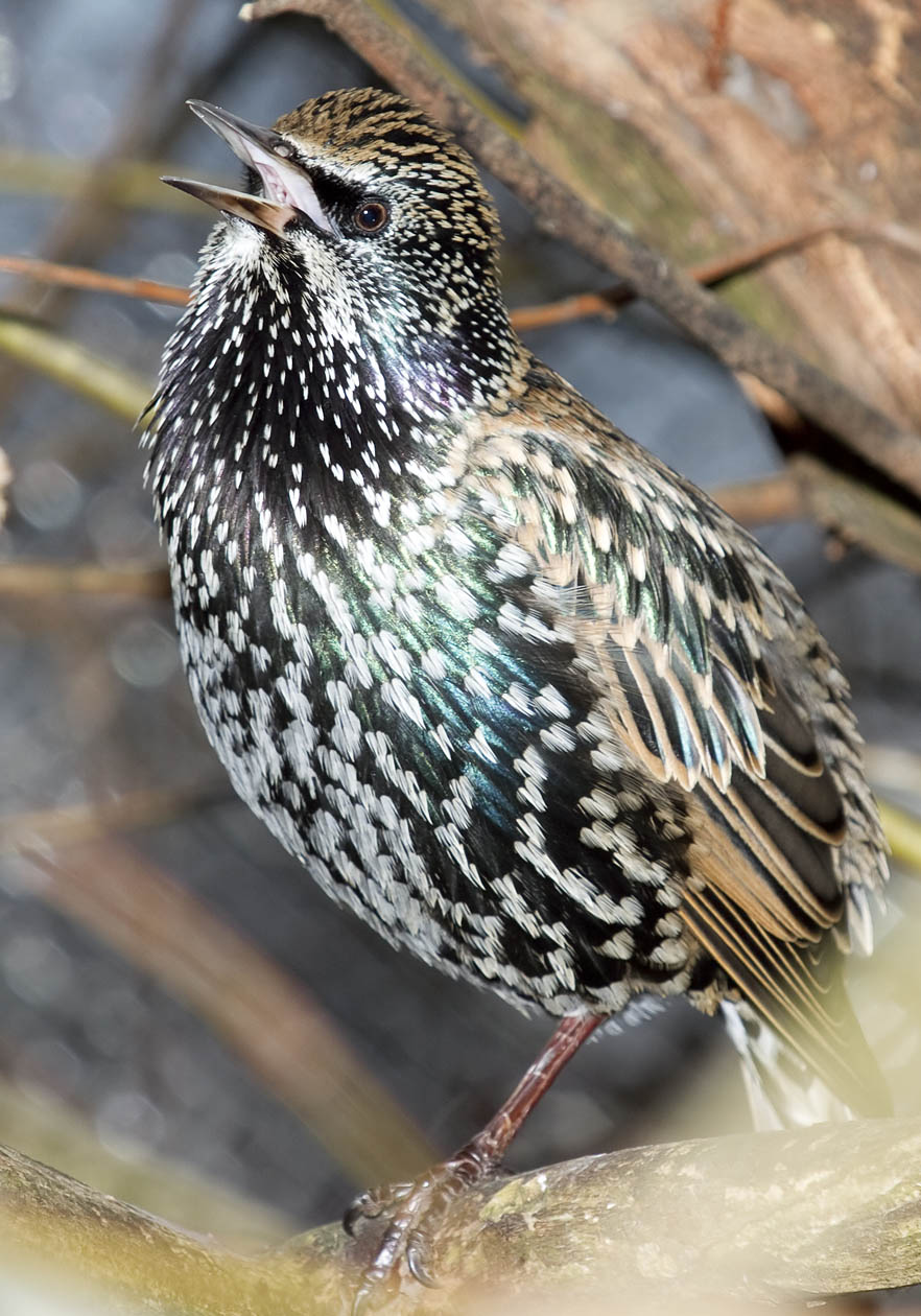 Sturnus vulgaris - Star - Starling - Alpenzoo - Passeres - Singvögel - songbirds Sturnus vulgaris - Star - Starling - Alpenzoo - Passeres - Singvögel - songbirds