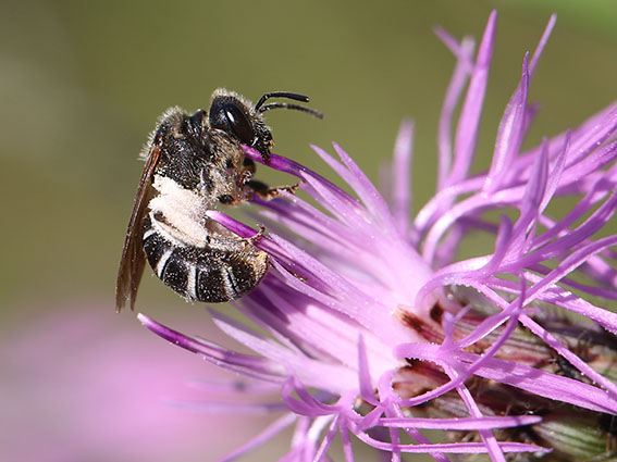Halictus simplex - Gewöhnliche Furchenbiene - Weibchen - female - Apiformes - Halictidae - Bienen - bees Halictus simplex - Gewöhnliche Furchenbiene - Weibchen - female - Apiformes - Halictidae - Bienen - bees