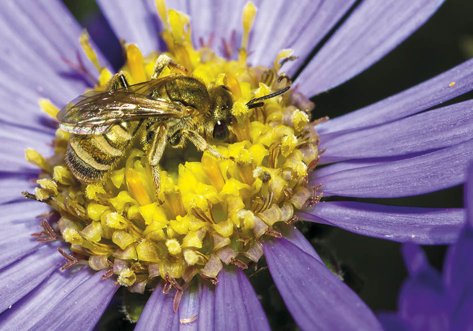 Halictus subauratus (female) - Goldglänzende Furchenbiene - - Apiformes - Halictidae - Bienen - bees Halictus subauratus (female) - Goldglänzende Furchenbiene - - Apiformes - Halictidae - Bienen - bees