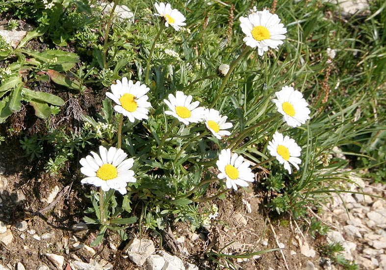 Leucanthemum atratum halleri - Hallers Margerite (Kalk) - Fam. Asreraceae - Felsschutt - gravel Leucanthemum atratum halleri - Hallers Margerite (Kalk) - Fam. Asreraceae - Felsschutt - gravel