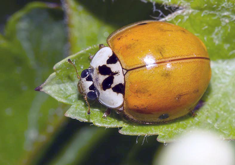 Harmonia axyridis - Asiatischer Marienkäfer - - Coccinellidae - Marienkäfer - lady beetles Harmonia axyridis - Asiatischer Marienkäfer - - Coccinellidae - Marienkäfer - lady beetles