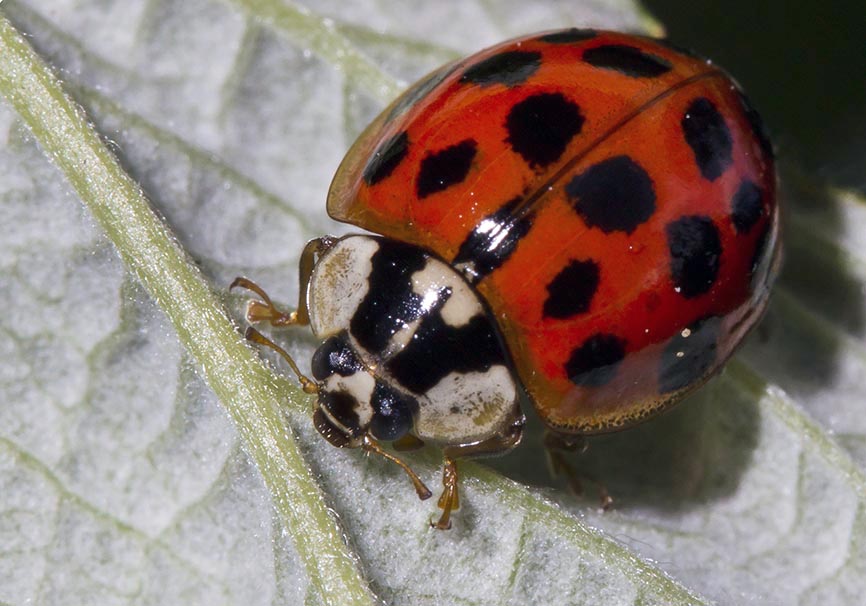 Harmonia axyridis - Asiatischer Marienkäfer - - Coccinellidae - Marienkäfer - lady beetles Harmonia axyridis - Asiatischer Marienkäfer - - Coccinellidae - Marienkäfer - lady beetles
