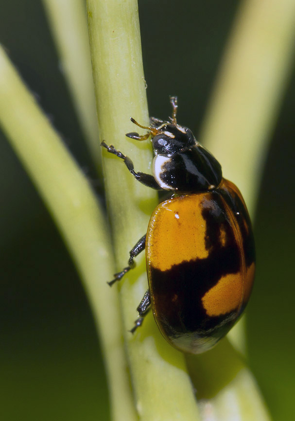 Harmonia axyridis - Asiatischer Marienkäfer - - Coccinellidae - Marienkäfer - lady beetles Harmonia axyridis - Asiatischer Marienkäfer - - Coccinellidae - Marienkäfer - lady beetles