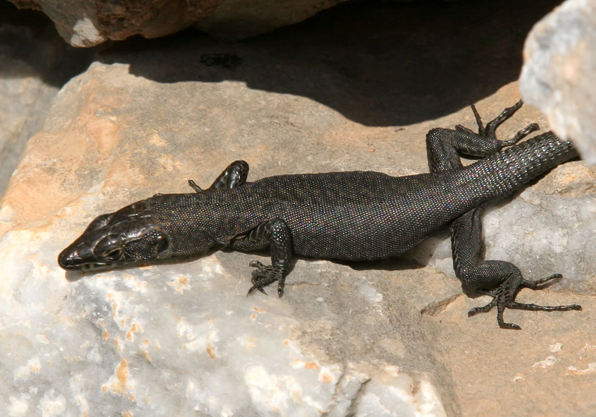 Hellenolacerta graeca - Griechische Mauereidechse - Mani/Peloponnes - Lacertidae - Eidechsen - Lizards Hellenolacerta graeca - Griechische Mauereidechse - Mani/Peloponnes - Lacertidae - Eidechsen - Lizards