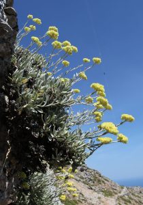 Helichrysum orientale - Strohblume Oestliche
