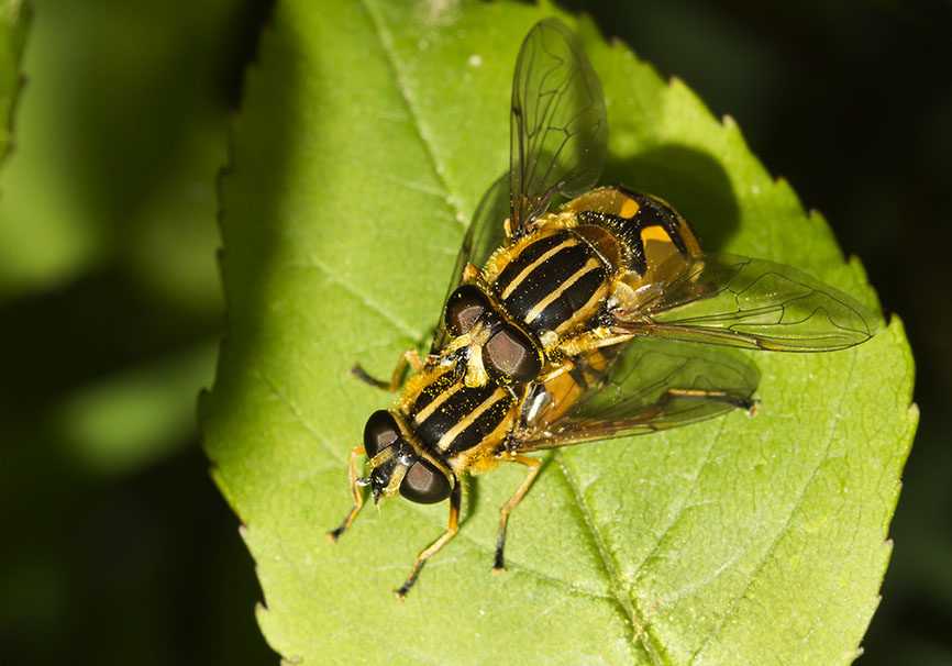Heliophilus pendulus - Gemeine Sumpfschwebfliege - - Brachycera (Fliegenartige) - Aschiza Heliophilus pendulus - Gemeine Sumpfschwebfliege - - Brachycera (Fliegenartige) - Aschiza