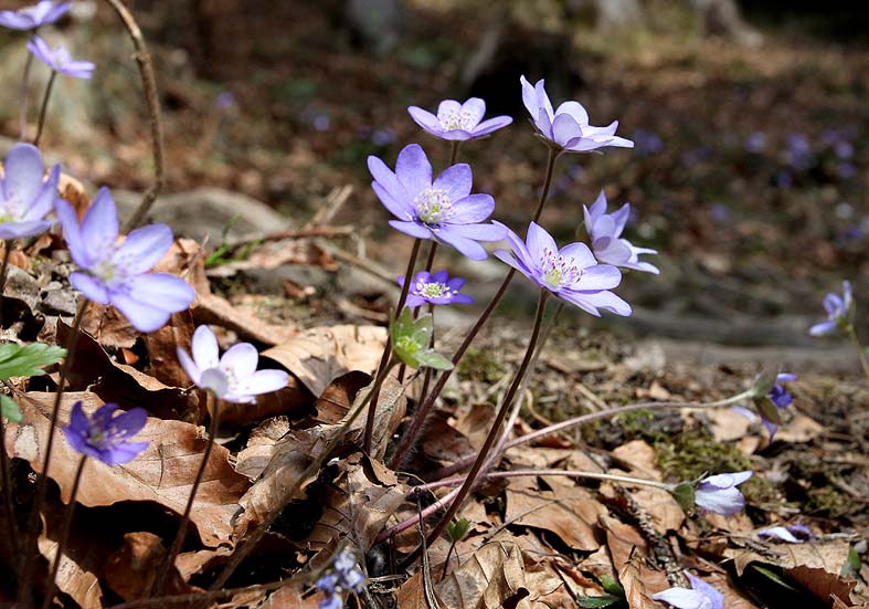 Hepatica nobilis - Leberblümchen - Fam. Ranunculaceae - Wald - forest Hepatica nobilis - Leberblümchen - Fam. Ranunculaceae - Wald - forest