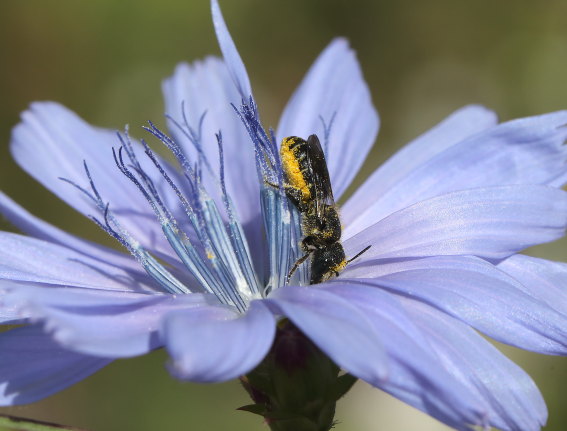 Heriades truncorum - Gemeine Löcherbiene - - Apiformes - Megachilidae - Bienen - bees Heriades truncorum - Gemeine Löcherbiene - - Apiformes - Megachilidae - Bienen - bees
