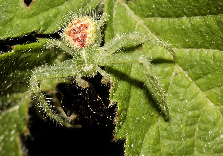 Heriaeus cf. hirtus (male) - Fam. Thomisidae - Meteora - Thessalien - Araneae - Webspinnen - orb-weaver spiders Heriaeus cf. hirtus (male) - Fam. Thomisidae - Meteora - Thessalien - Araneae - Webspinnen - orb-weaver spiders