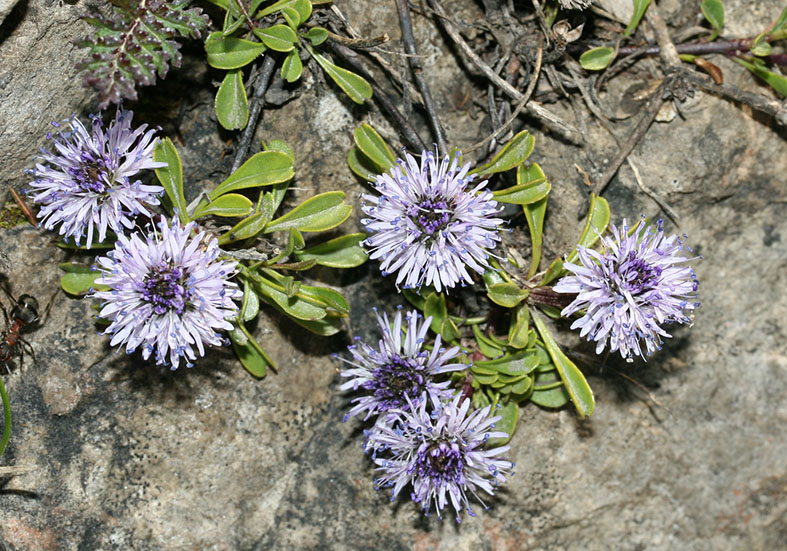 Globularia cordifolia - Herzblättrige Kugelblume - Fam. Globulariaceae - Felsspalten - rock crevices Globularia cordifolia - Herzblättrige Kugelblume - Fam. Globulariaceae - Felsspalten - rock crevices