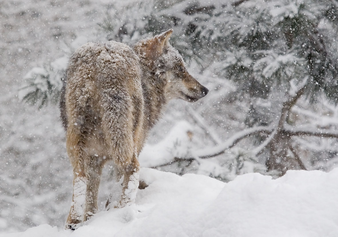 Canis lupus - Wolf - Alpenzoo - Carnivora - Raubtiere - carnivorans Canis lupus - Wolf - Alpenzoo - Carnivora - Raubtiere - carnivorans
