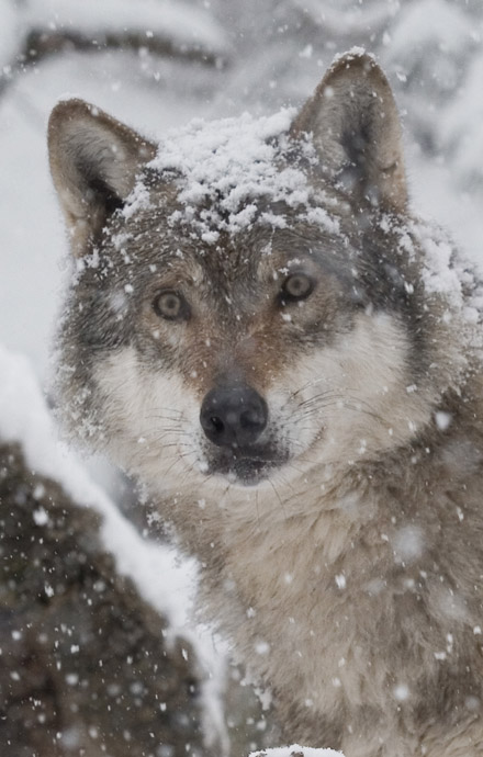 Canis lupus - Wolf - - Carnivora - Raubtiere - carnivorans Canis lupus - Wolf - - Carnivora - Raubtiere - carnivorans