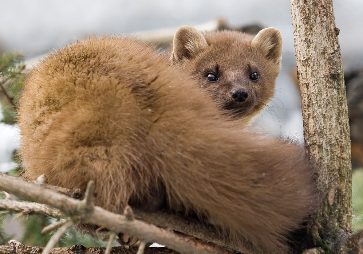Martes martes - Baummarder - Alpenzoo - Carnivora - Raubtiere - carnivorans Martes martes - Baummarder - Alpenzoo - Carnivora - Raubtiere - carnivorans