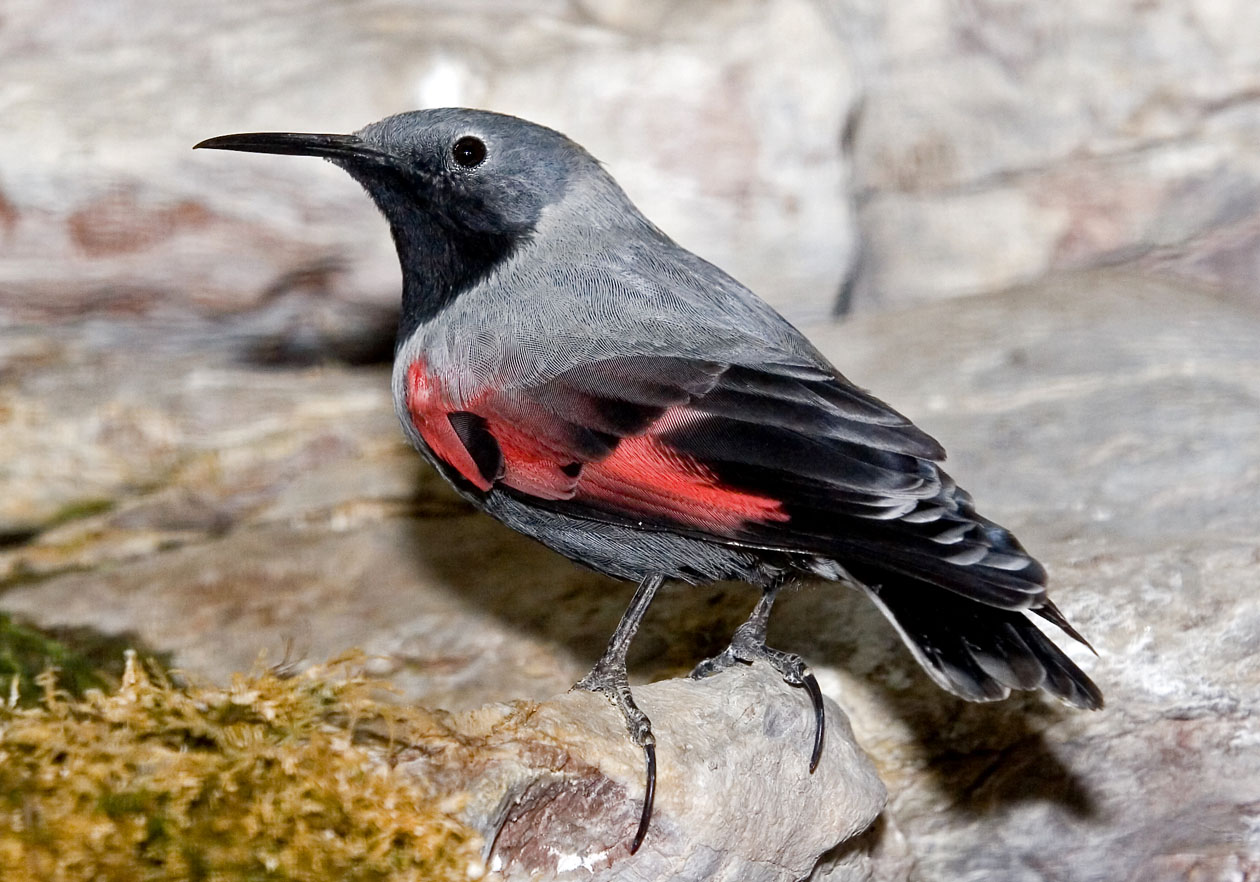 Tichodroma muraria - Mauerläufer - Wall Creeper - Alpenzoo - Passeres - Singvögel - songbirds Tichodroma muraria - Mauerläufer - Wall Creeper - Alpenzoo - Passeres - Singvögel - songbirds