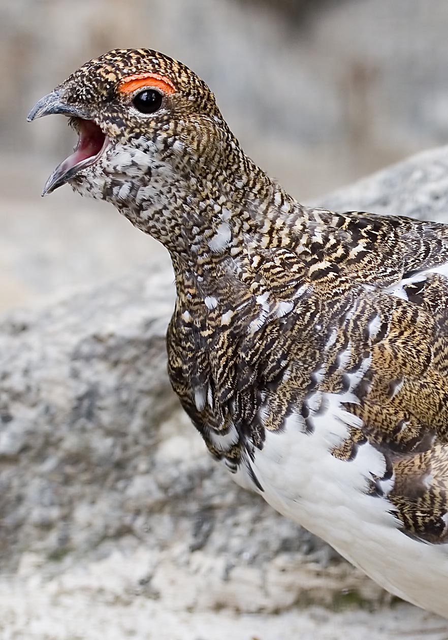 Lagopus mutus - Alpenschneehuhn - Ptarmigan - Alpenzoo - Galliformes - Hühnervögel - wildfowls Lagopus mutus - Alpenschneehuhn - Ptarmigan - Alpenzoo - Galliformes - Hühnervögel - wildfowls