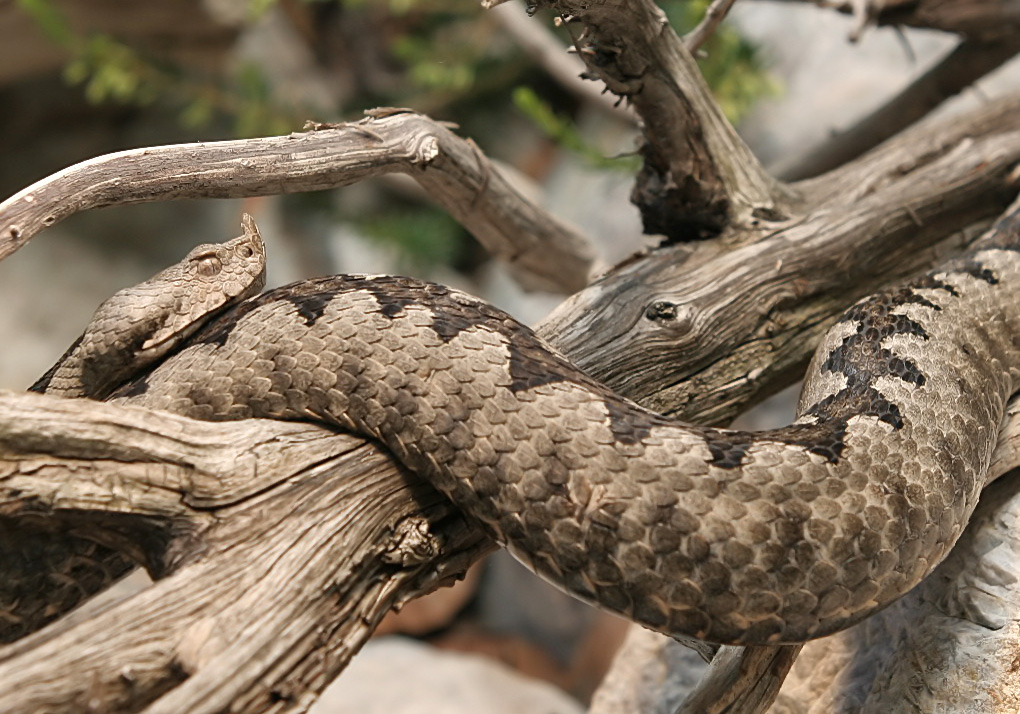 Vipera ammodytes - Hornotter - Alpenzoo - Serpentes - Schlangen - snakes Vipera ammodytes - Hornotter - Alpenzoo - Serpentes - Schlangen - snakes
