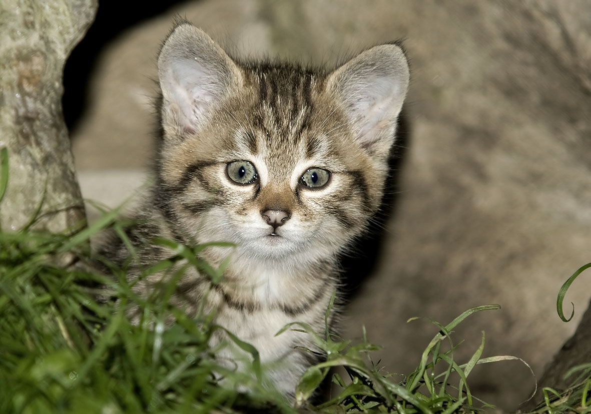 Felis silvestris - Wildkatze - Alpenzoo - Carnivora - Raubtiere - carnivorans Felis silvestris - Wildkatze - Alpenzoo - Carnivora - Raubtiere - carnivorans