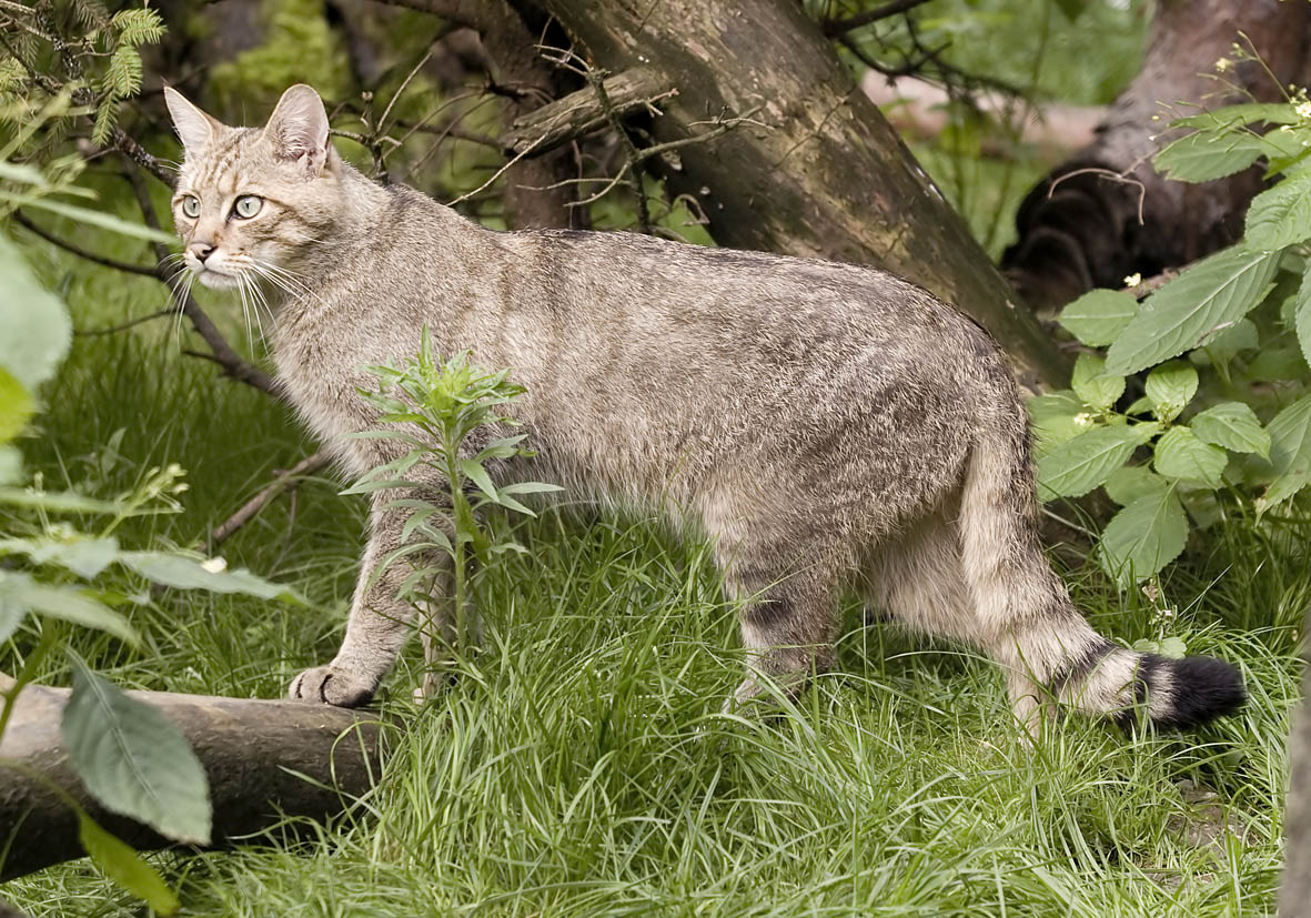 Felis silvestris - Wildkatze - Alpenzoo - Carnivora - Raubtiere - carnivorans Felis silvestris - Wildkatze - Alpenzoo - Carnivora - Raubtiere - carnivorans