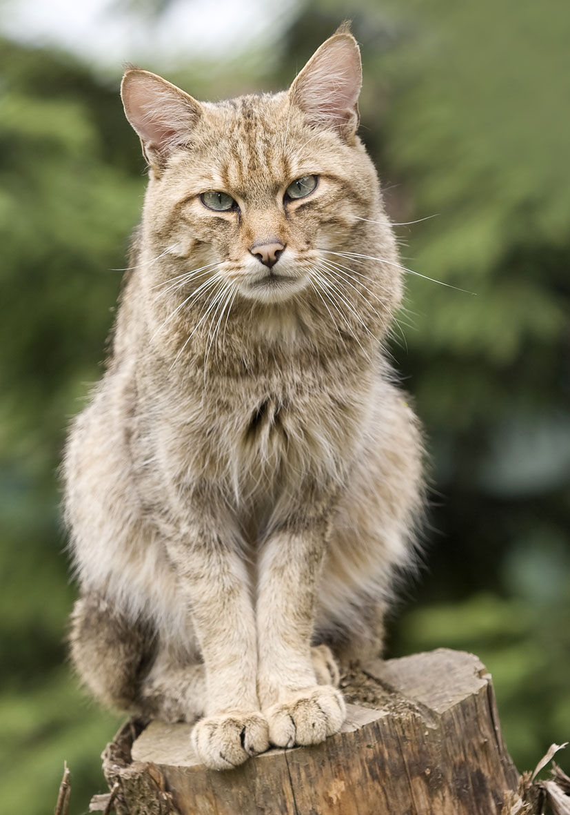 Felis silvestris - Wildkatze - Alpenzoo - Carnivora - Raubtiere - carnivorans Felis silvestris - Wildkatze - Alpenzoo - Carnivora - Raubtiere - carnivorans
