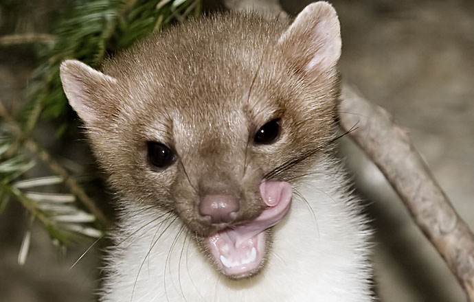 Martes foina - Steinmarder - - Carnivora - Raubtiere - carnivorans Martes foina - Steinmarder - - Carnivora - Raubtiere - carnivorans