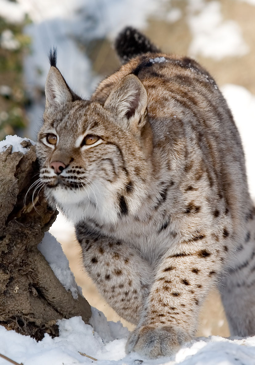 Lynx lynx - Luchs - Alpenzoo - Carnivora - Raubtiere - carnivorans Lynx lynx - Luchs - Alpenzoo - Carnivora - Raubtiere - carnivorans
