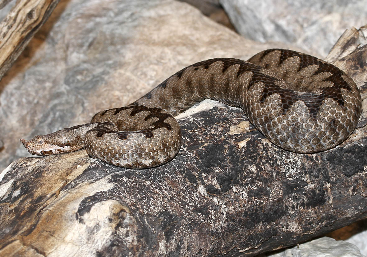 Vipera ammodytes - Hornotter - Alpenzoo - Serpentes - Schlangen - snakes Vipera ammodytes - Hornotter - Alpenzoo - Serpentes - Schlangen - snakes