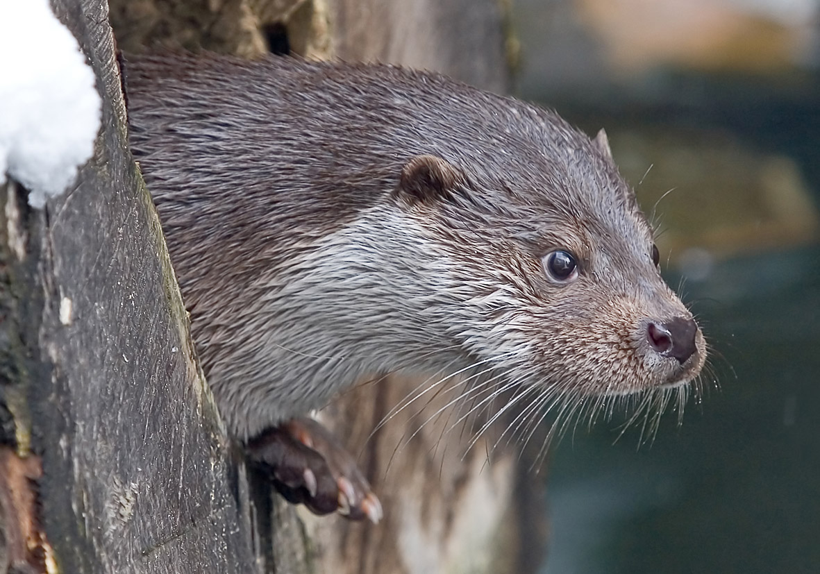 Lutra lutra - Fischotter - Alpenzoo - Carnivora - Raubtiere - carnivorans Lutra lutra - Fischotter - Alpenzoo - Carnivora - Raubtiere - carnivorans