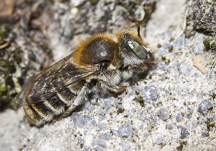 Hoplitis loti - - Apidae - Megachilinae - Bienen - bees Hoplitis loti - - Apidae - Megachilinae - Bienen - bees