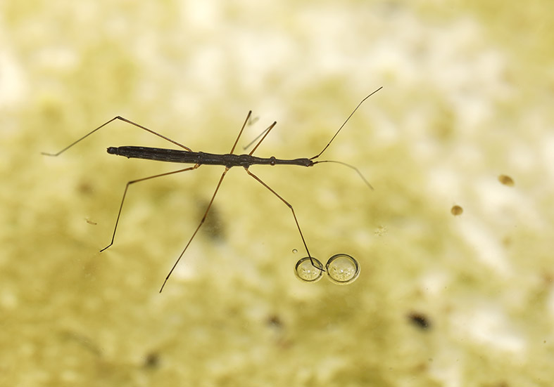 Hydrometra stagnorum - Teichläufer - Fam. Hydrometridae - Teichläufer - Heteroptera - Wanzen - true bugs Hydrometra stagnorum - Teichläufer - Fam. Hydrometridae - Teichläufer - Heteroptera - Wanzen - true bugs