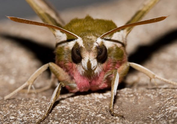 Hyles euphorbiae - Wolfsmilchschwärmer -  - Sphingidae - Schwärmer - hawk moths