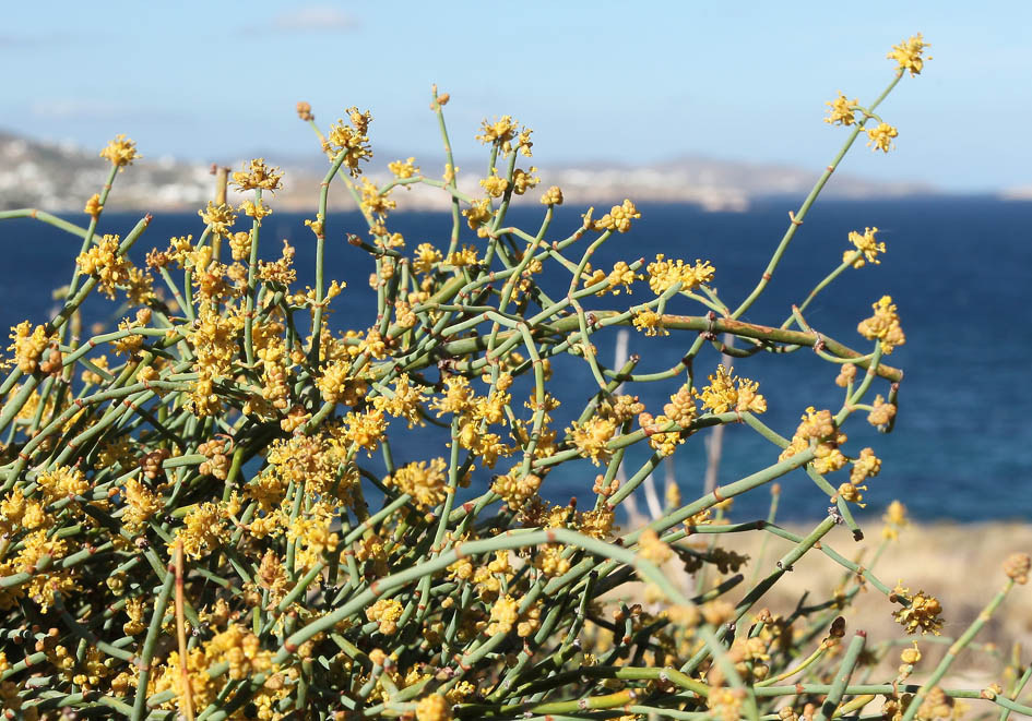 Ephedra distachya - Gewöhnliches Meerträubel - - Saline Lebensräume - saline environments Ephedra distachya - Gewöhnliches Meerträubel - - Saline Lebensräume - saline environments
