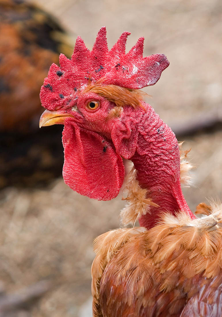 Hahn in Mauser - Amorgos - Haustiere - domestic animals Hahn in Mauser - Amorgos - Haustiere - domestic animals